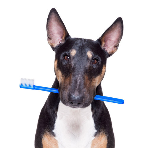 Dog with toothbrush